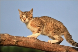 <p>Mia</p>